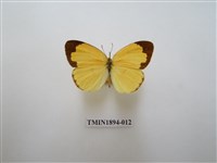 藏品(黃蝶)的圖片